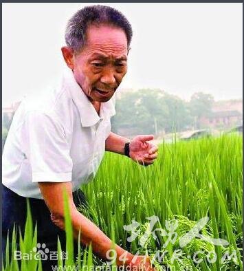 Title: The Story of Yuan Longping: The Pioneering Agriculturalist，The Story of Yuan Longping: Agricultural Innovators Journey