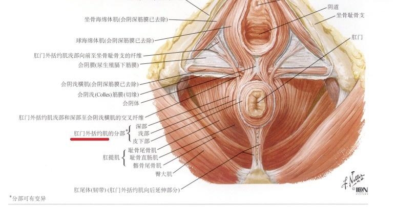 括约肌，生理机制与医学重要性，括约肌，生理机制及医学重要性探讨