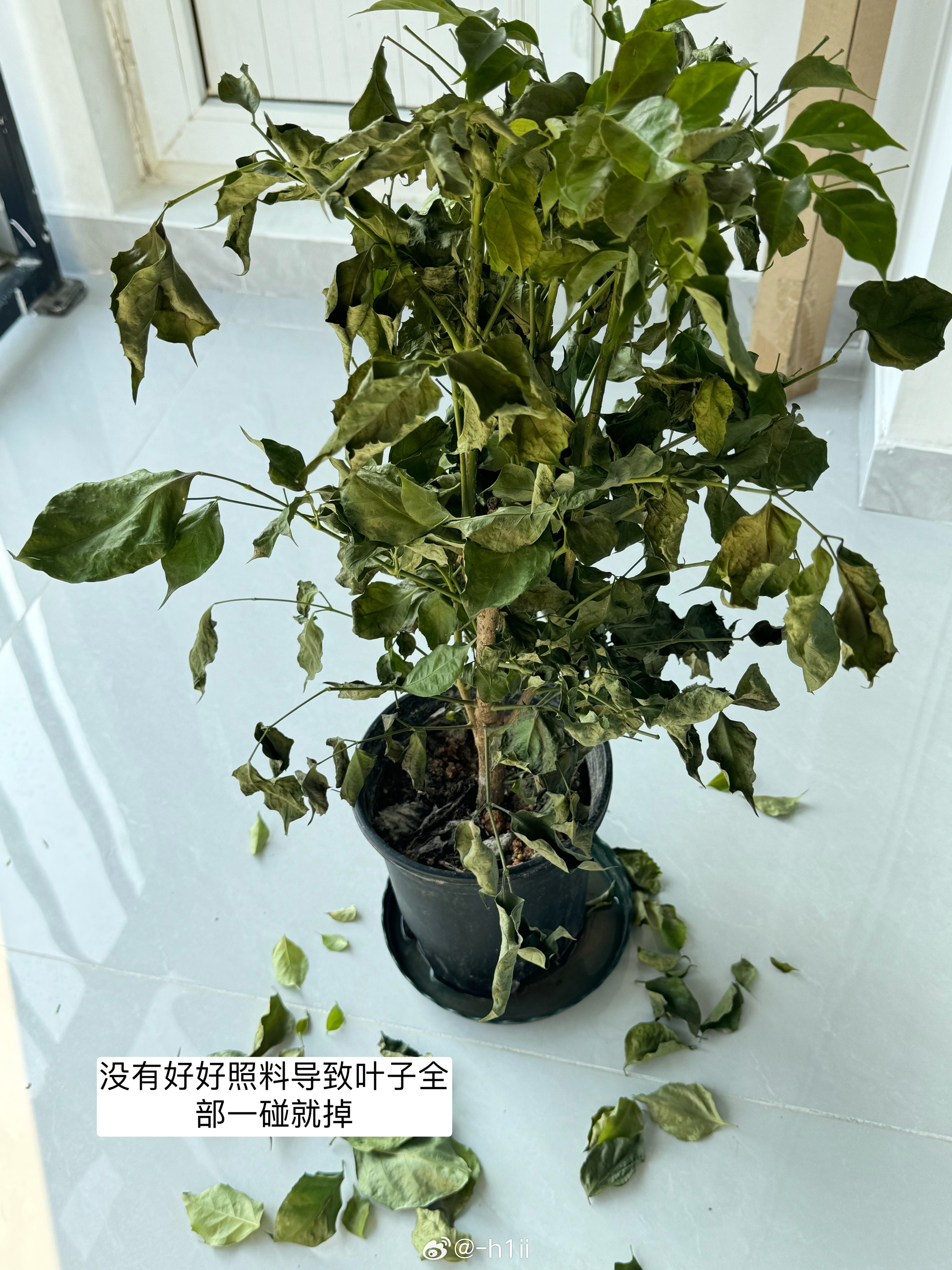 植物受伤后的惨叫