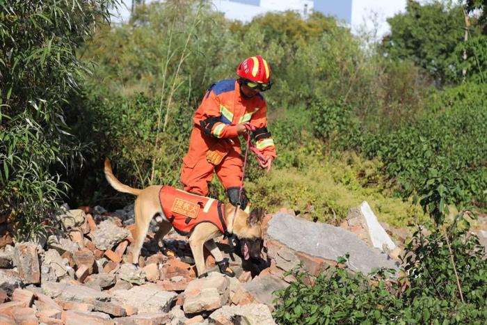 云南39只准搜救犬考编失败，求领养