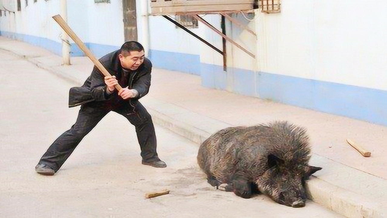 惊险事件，饭馆里冲出一头野猪，被食客们成功抓住！