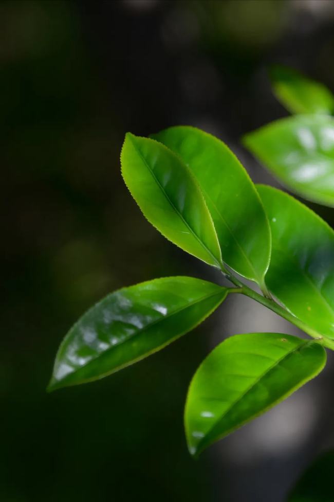 鸭屎香茶叶与鸭屎的关系