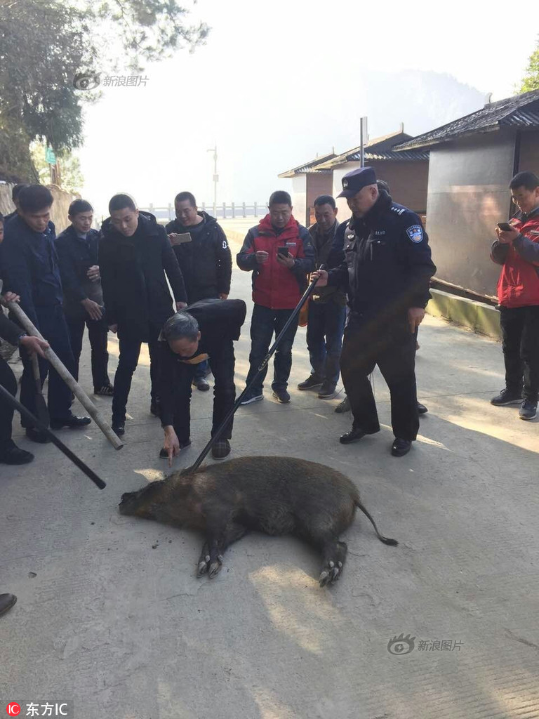 重庆一野猪被多名食客抓住