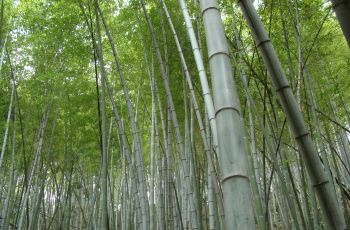 竹林村最新天气预报