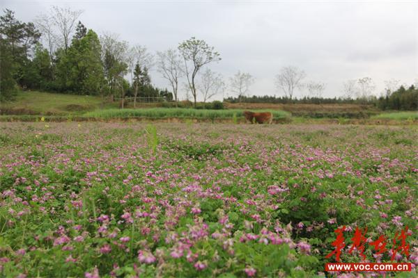 山界回族乡最新项目，山界回族乡旅游开发项目，山界回族乡农业综合开发项目，山界回族乡民族特色保护项目，山界回族乡基础设施完善项目，山界回族乡公共服务提升项目