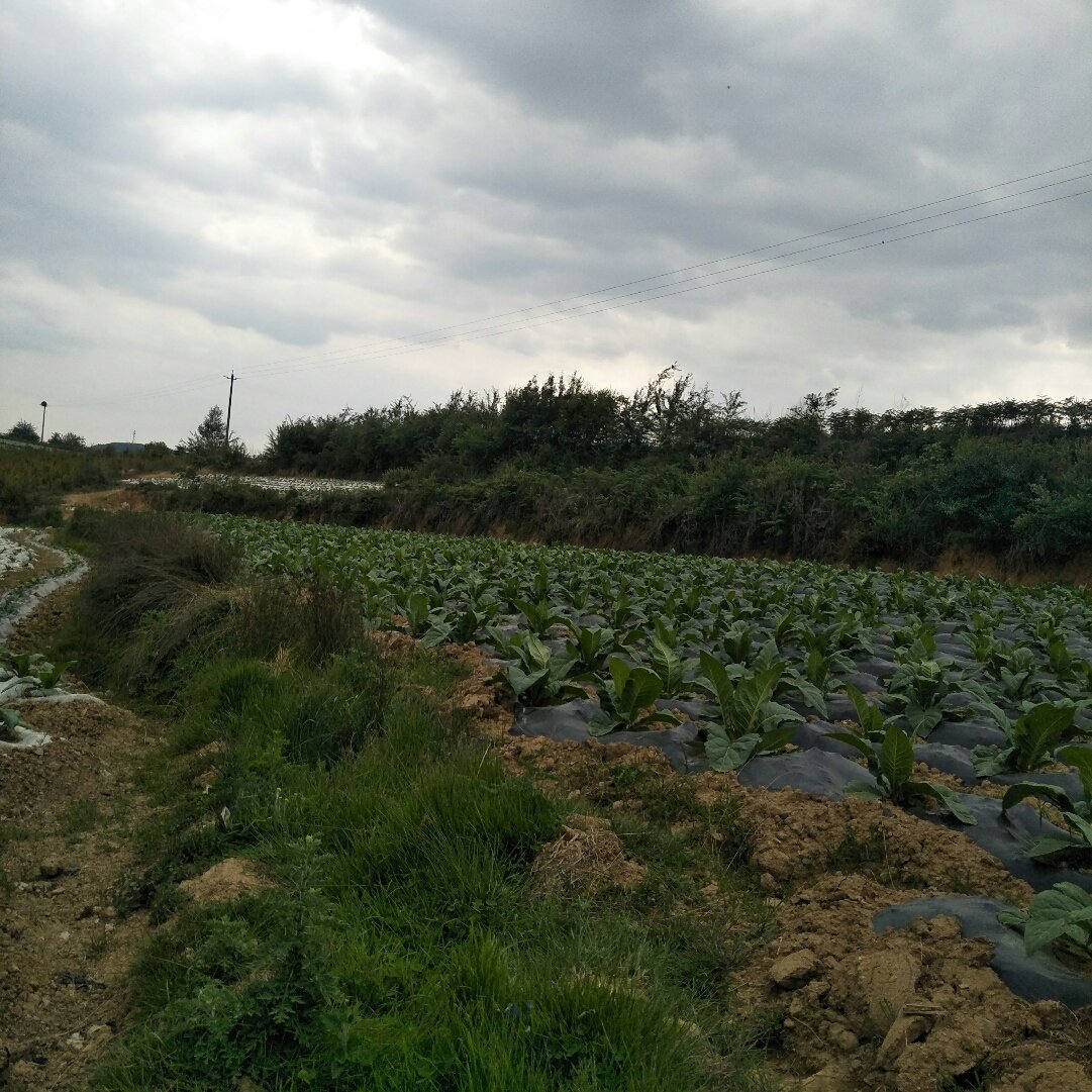 云龙镇天气预报